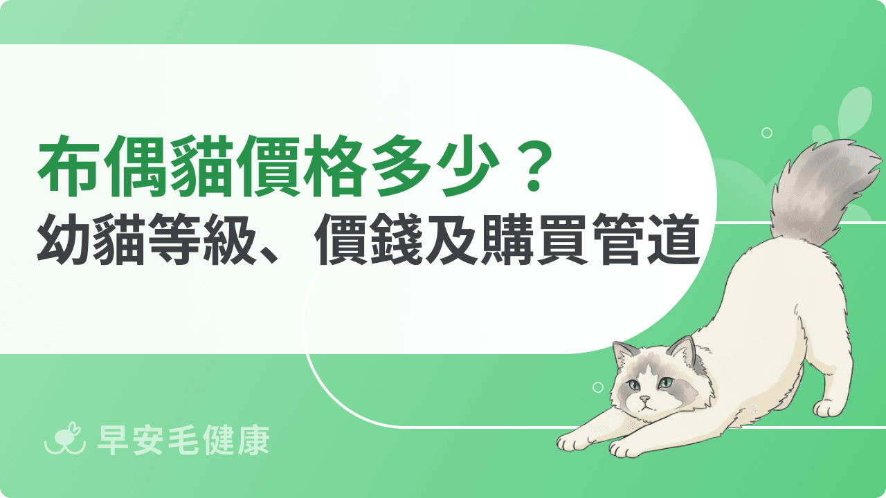 布偶貓價格落在哪？花色×血統行情、飼養總花費與購買防雷指南