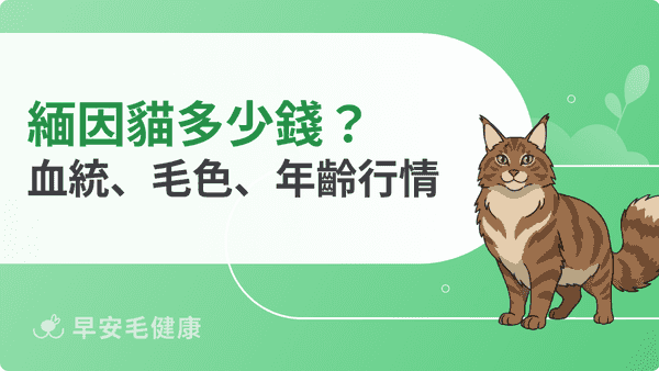 緬因貓多少錢？花色×血統價差、飼養月費拆解與常見買貓踩雷