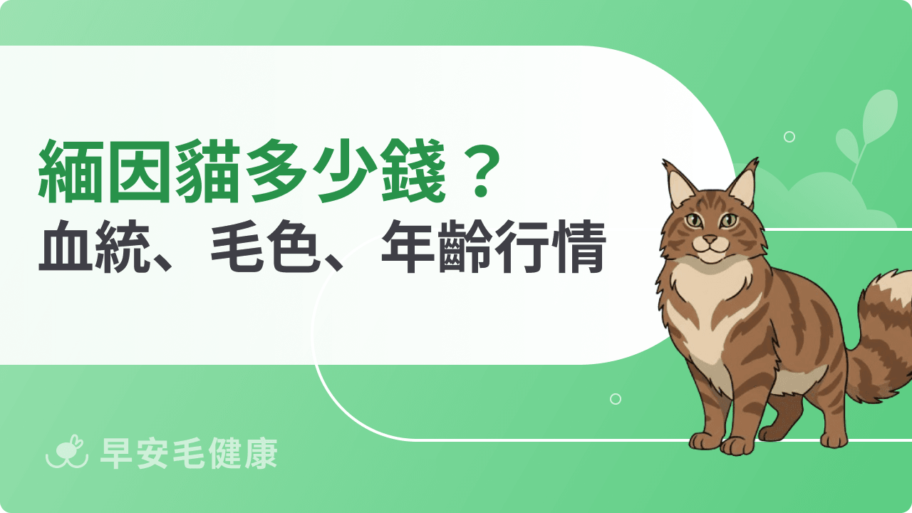 緬因貓多少錢？花色×血統價差、飼養月費拆解與常見買貓踩雷