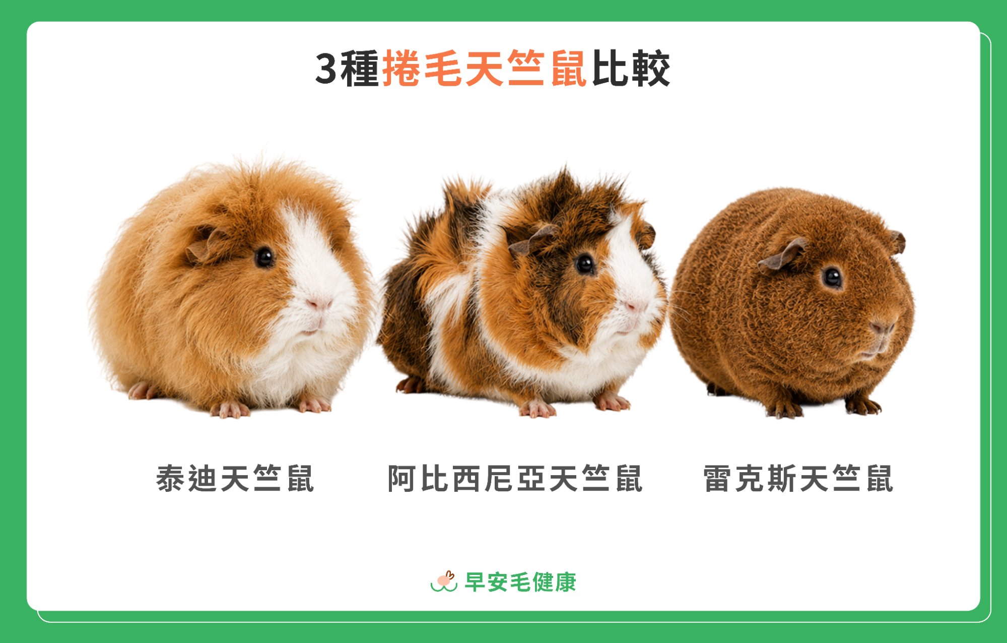 3種捲毛天竺鼠比較：泰迪天竺鼠、阿比西尼亞天竺鼠、雷克斯天竺鼠