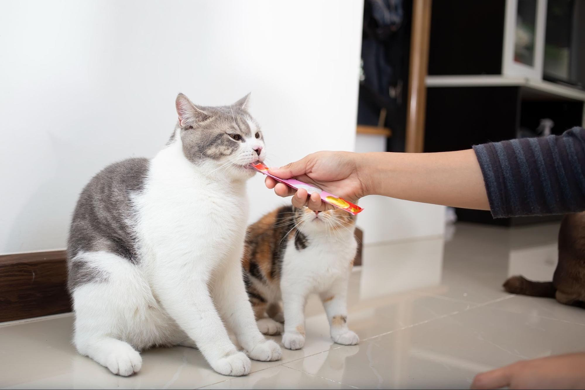 191. AI - can-cats-eat-ciao-every-day-1