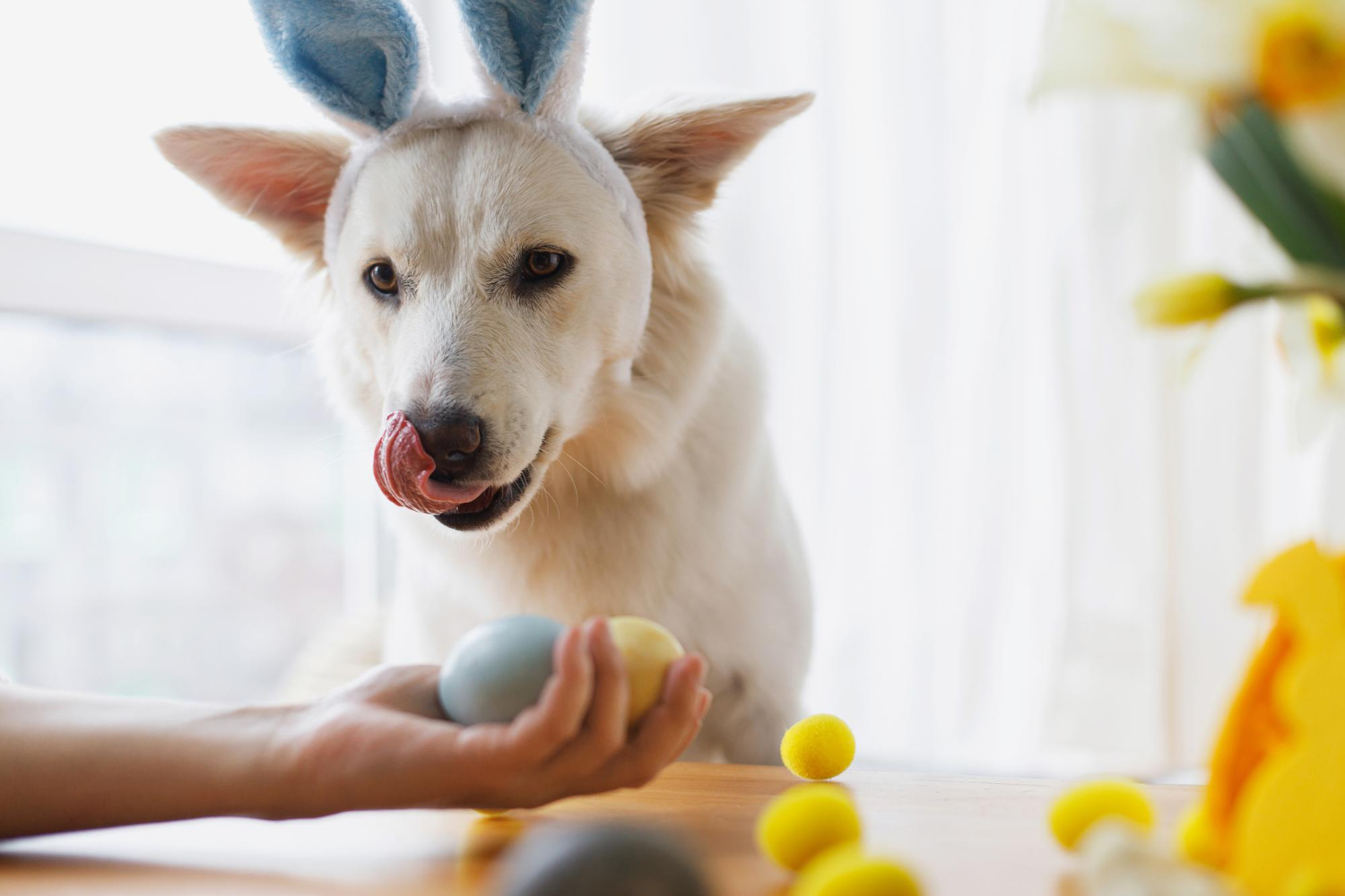 狗狗帶著兔子頭套吐舌看著飼主手上的雞蛋