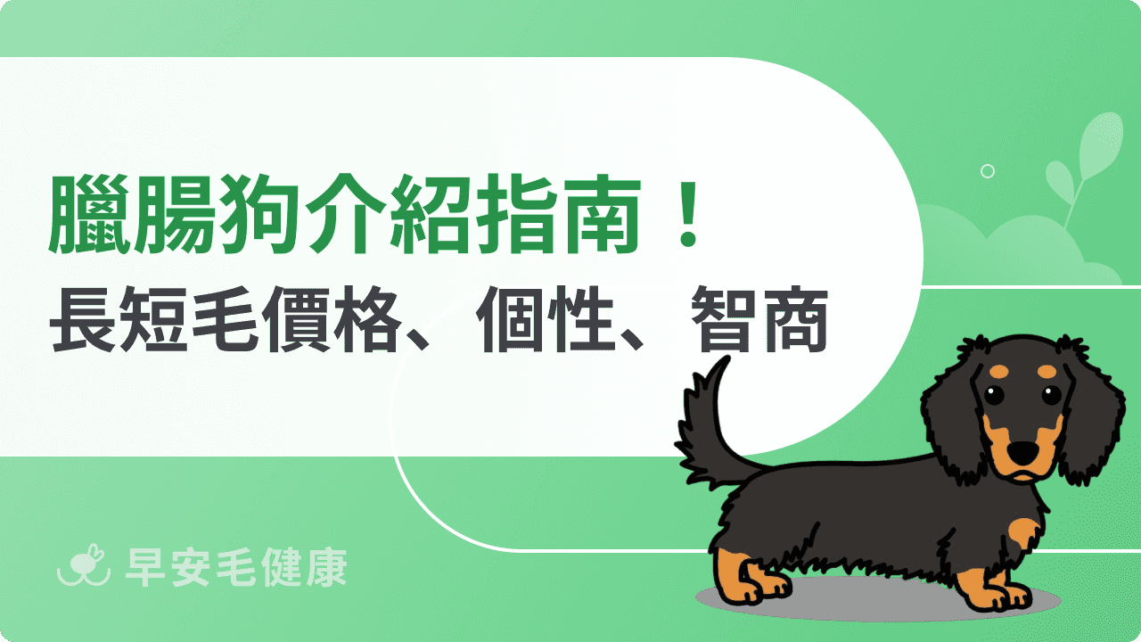 臘腸狗短腿小戰士！長毛／短毛、壽命、智商、價格全攻略！