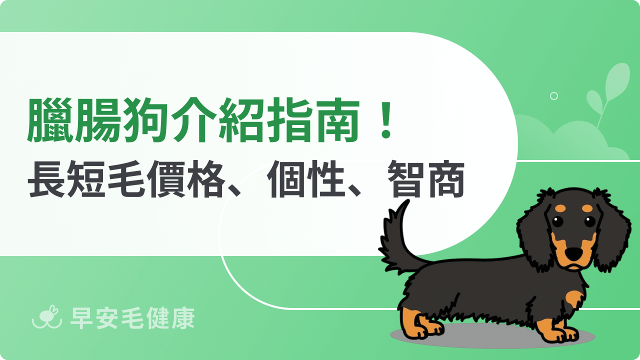 臘腸狗短腿小戰士！長毛／短毛、壽命、智商、價格全攻略！