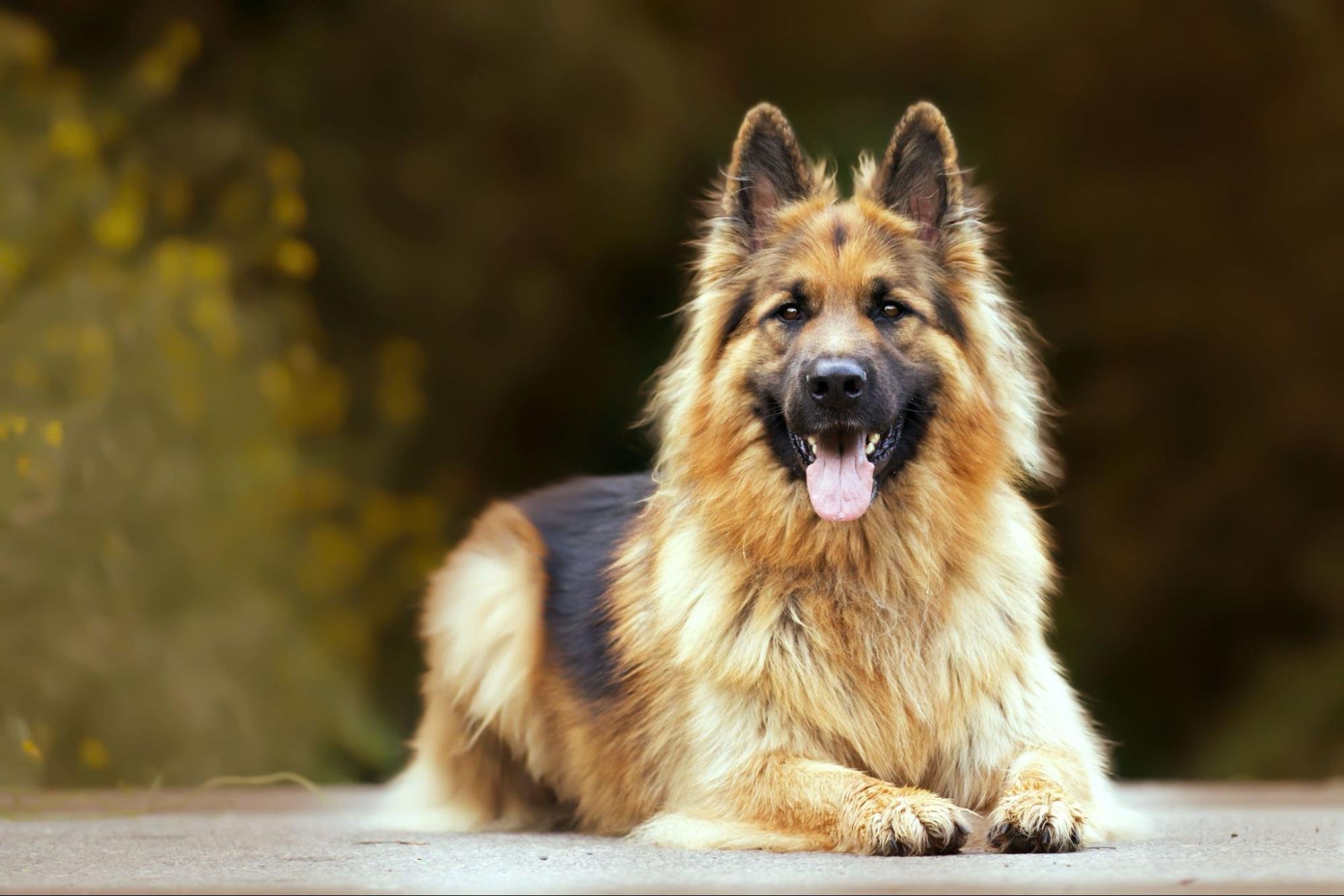 長毛德國牧羊犬趴臥吐舌