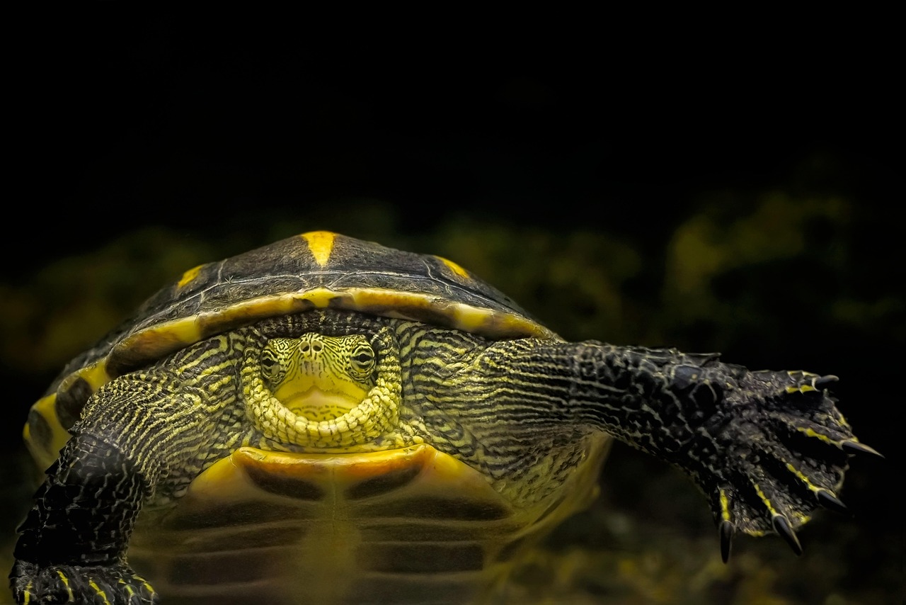 83.chinese-stripe-necked-turtle-guide-2