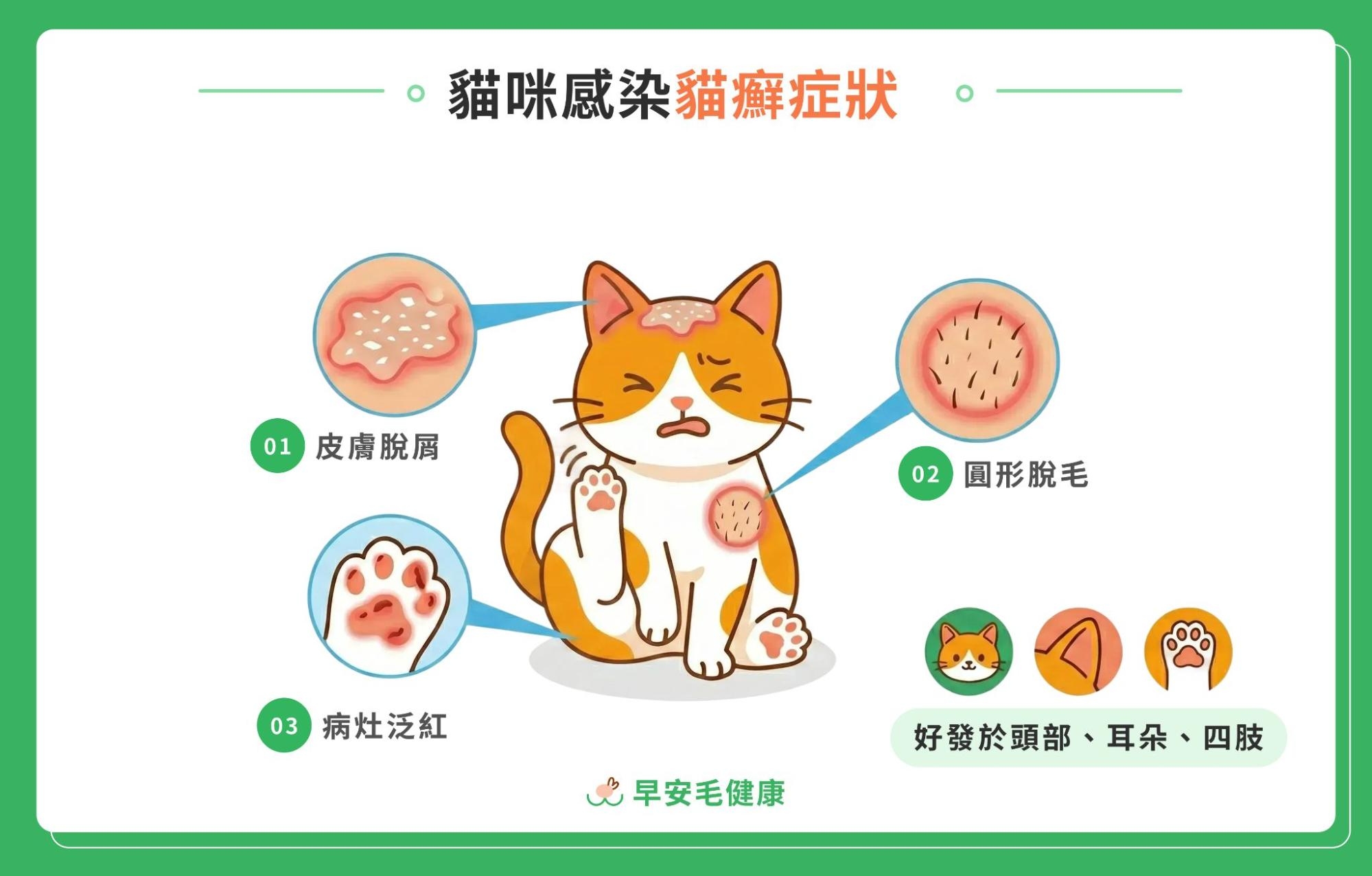 5.what-is-ringworm-in-cats-1