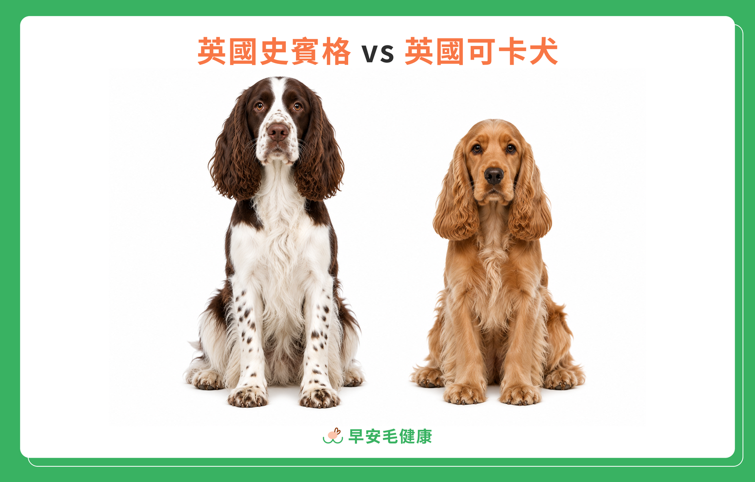 英國史賓格犬與英國可卡犬外觀比較圖