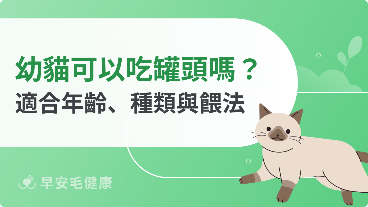 幼貓可以吃罐頭嗎?適合年齡、種類與餵法總整理