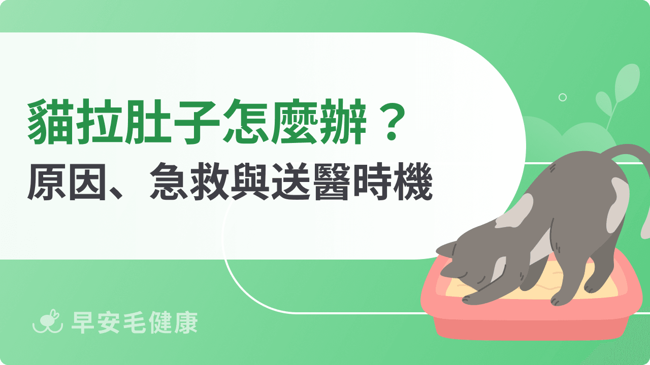 貓拉肚子怎麼辦？9大軟便原因、急救SOP與送醫時機