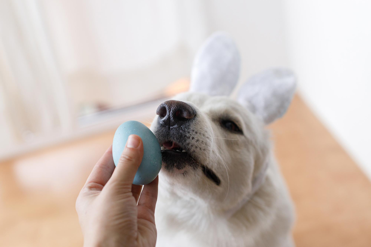 狗狗嘴巴靠近飼主手上的雞蛋