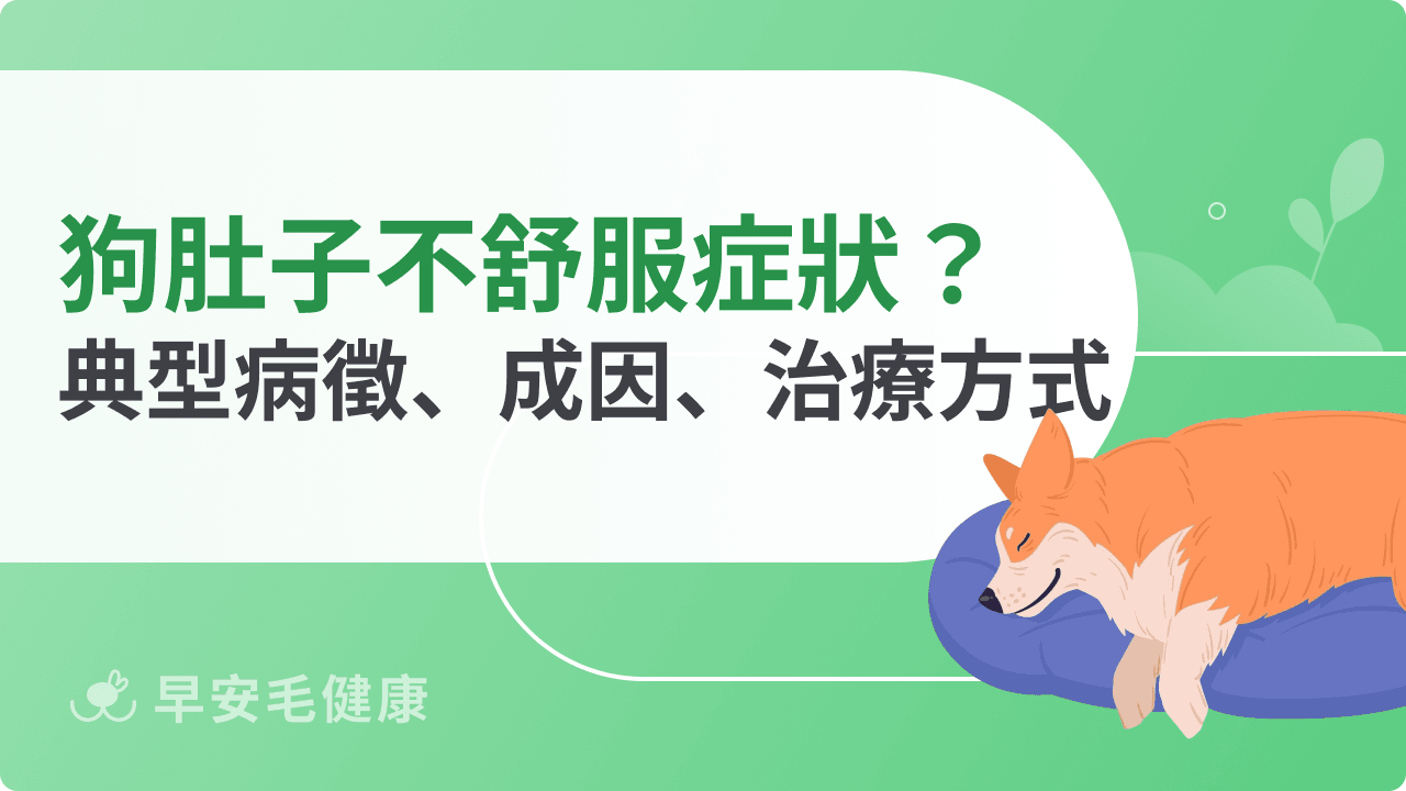 狗狗肚子不舒服症狀有哪些?典型病徵、成因、治療方式一次看