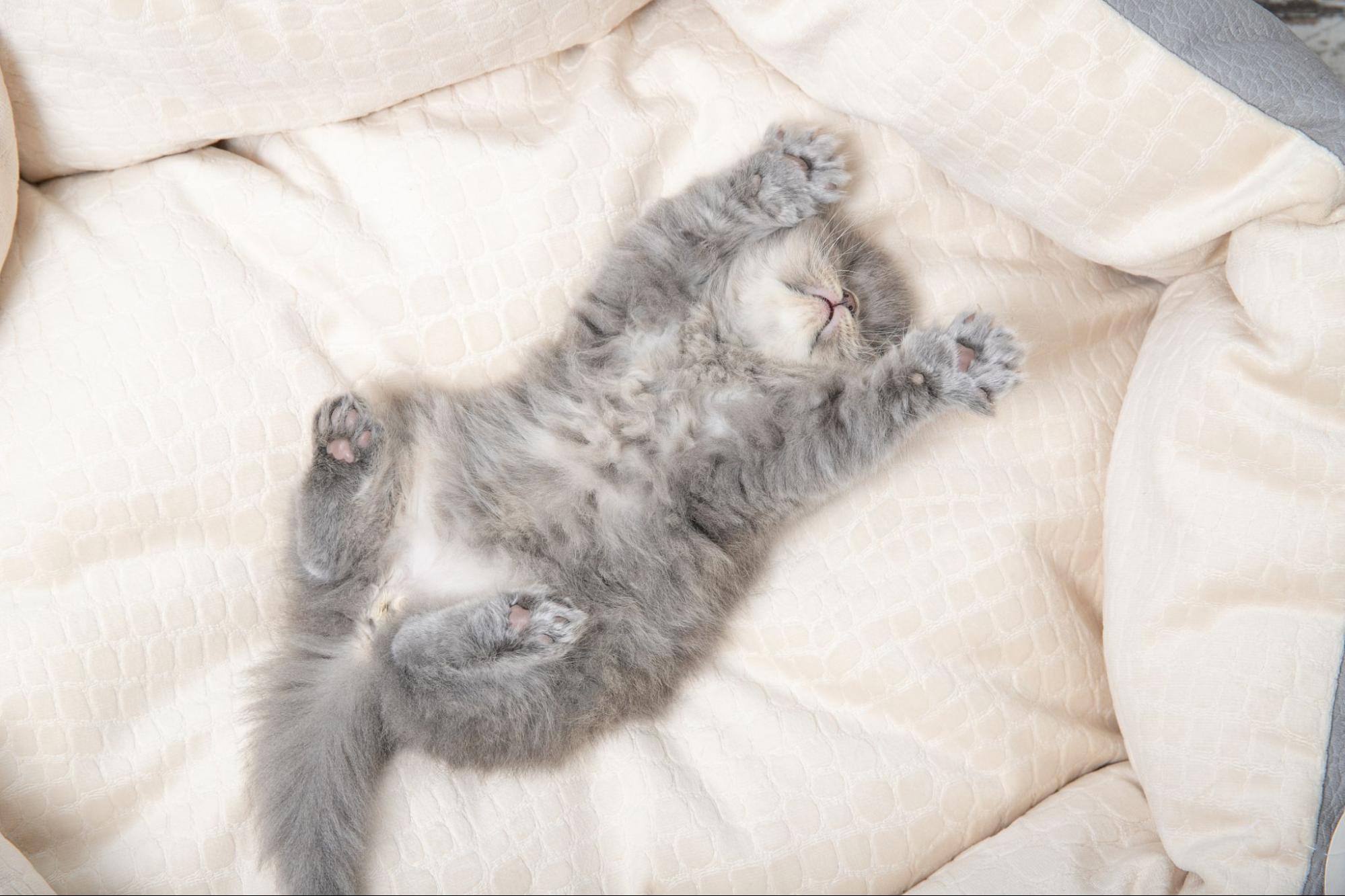 26. AI - three-month-old-kitten-sleeps-all-the-time-1