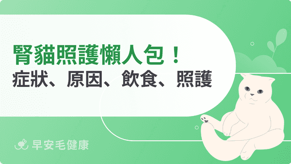 腎貓照護懶人包!腎病貓症狀、原因、飲食、照護全攻略!