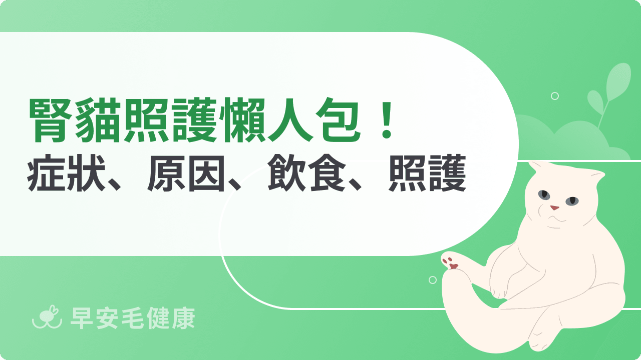 腎貓照護懶人包！腎病貓症狀、原因、飲食、照護全攻略！