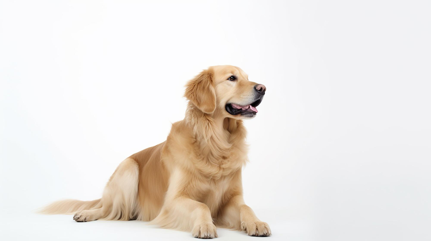 黃金獵犬趴臥於白色背景前毛色金亮神態溫和