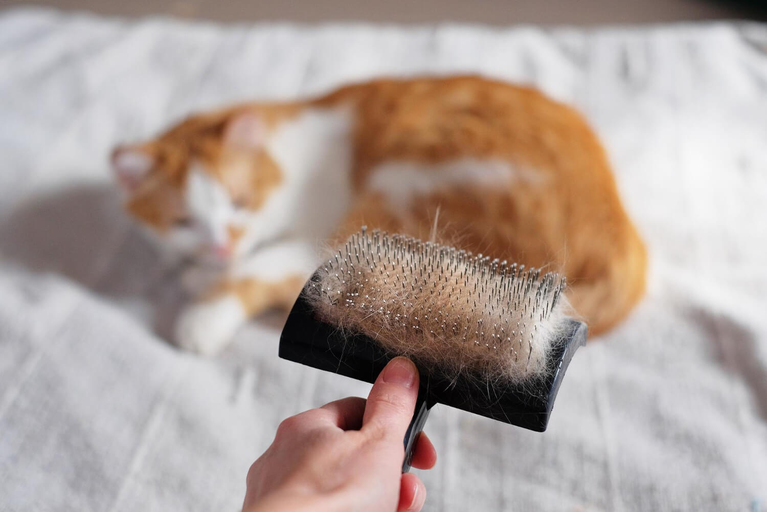 13.knowledge-before-owning-a-cat-4