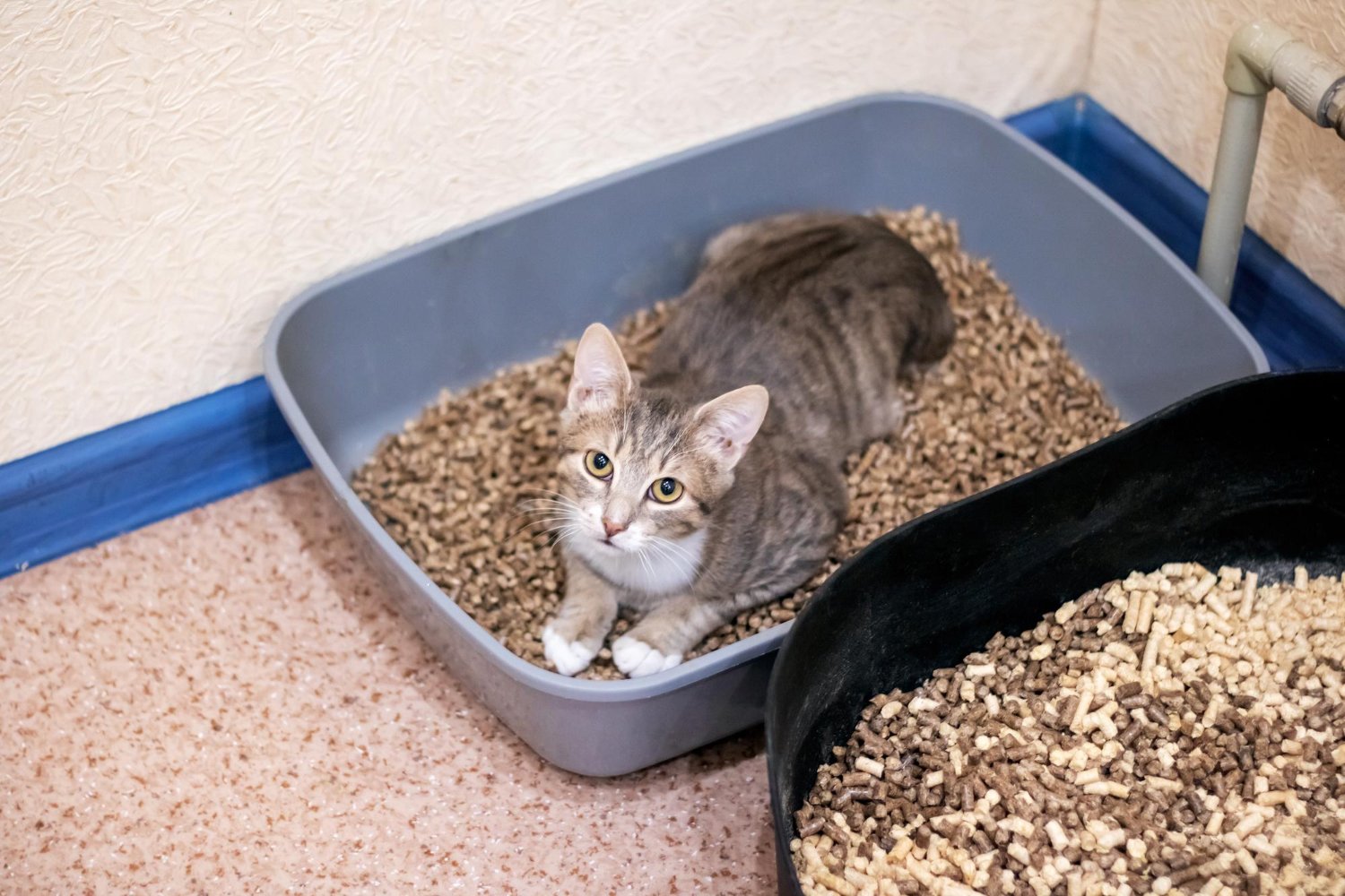 貓咪趴在貓砂盆中抬頭看著飼主