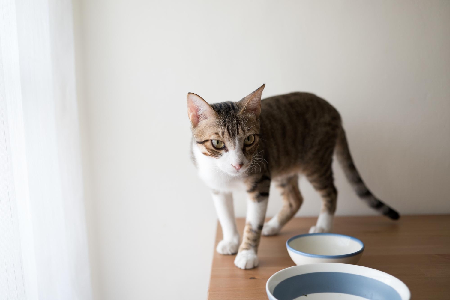 525. AI-can-cats-eat-seaweed-1