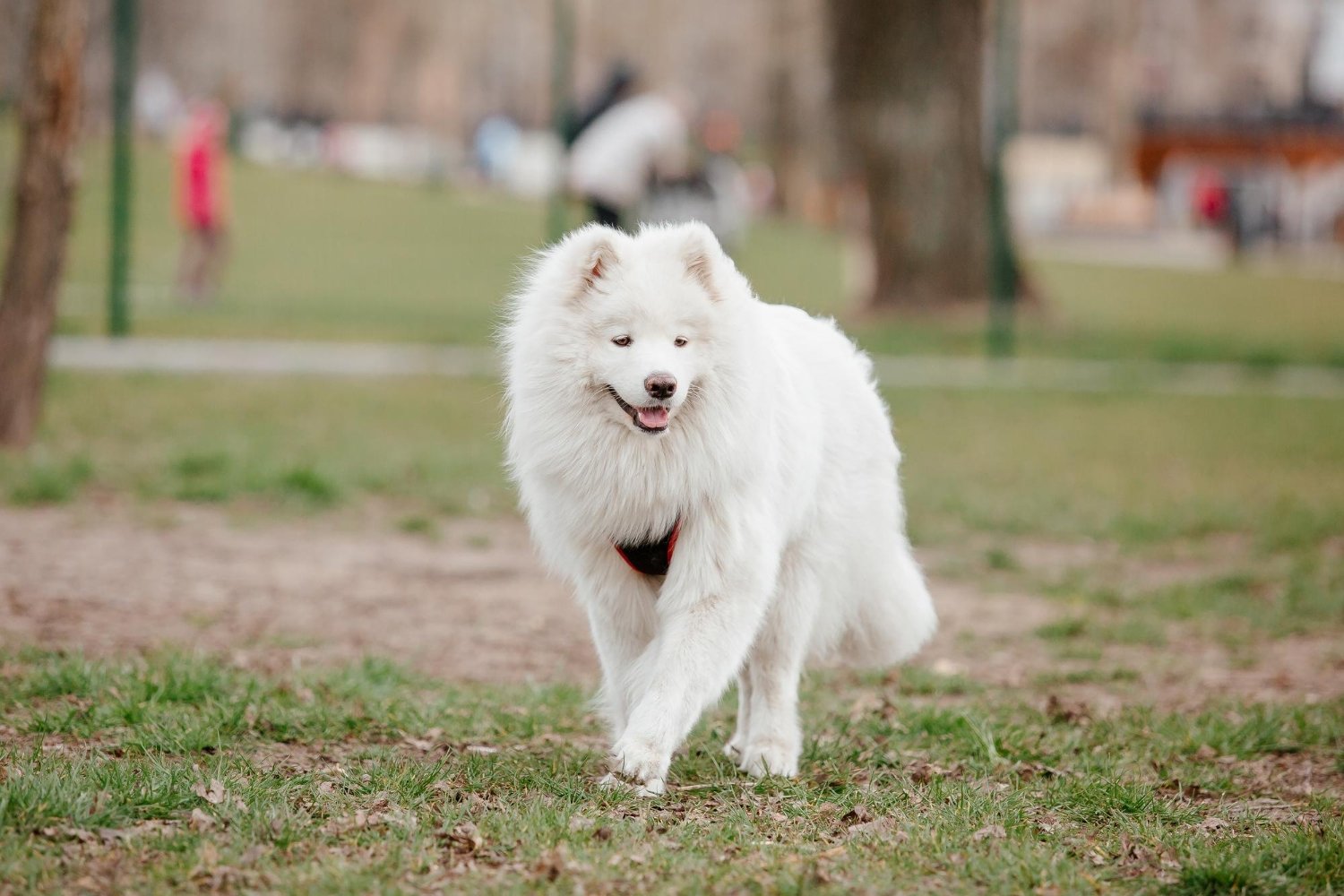 薩摩耶犬公園草地奔跑