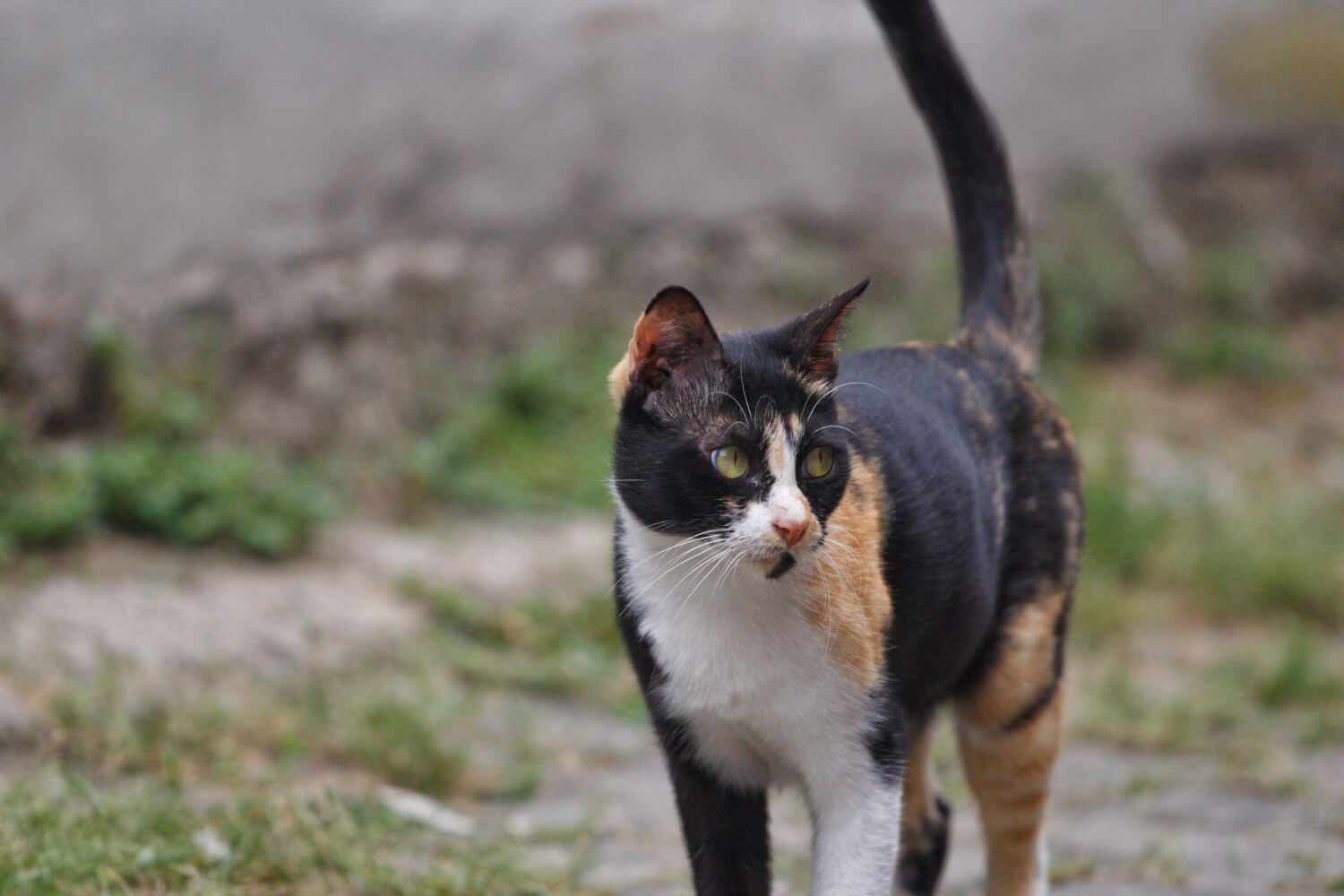 41.tortoiseshell-cat-guide-2