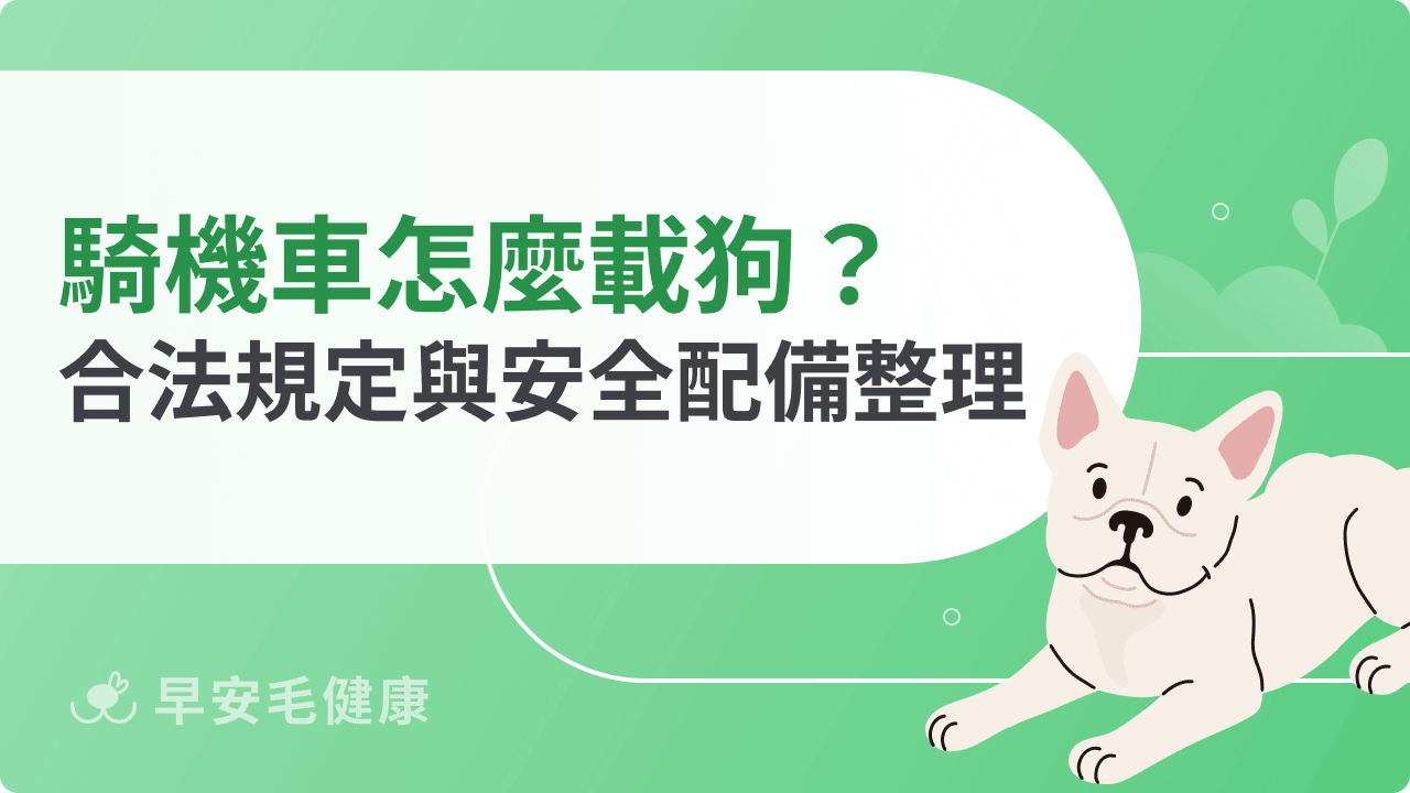 騎機車怎麼載狗?合法規定與安全配備一次看