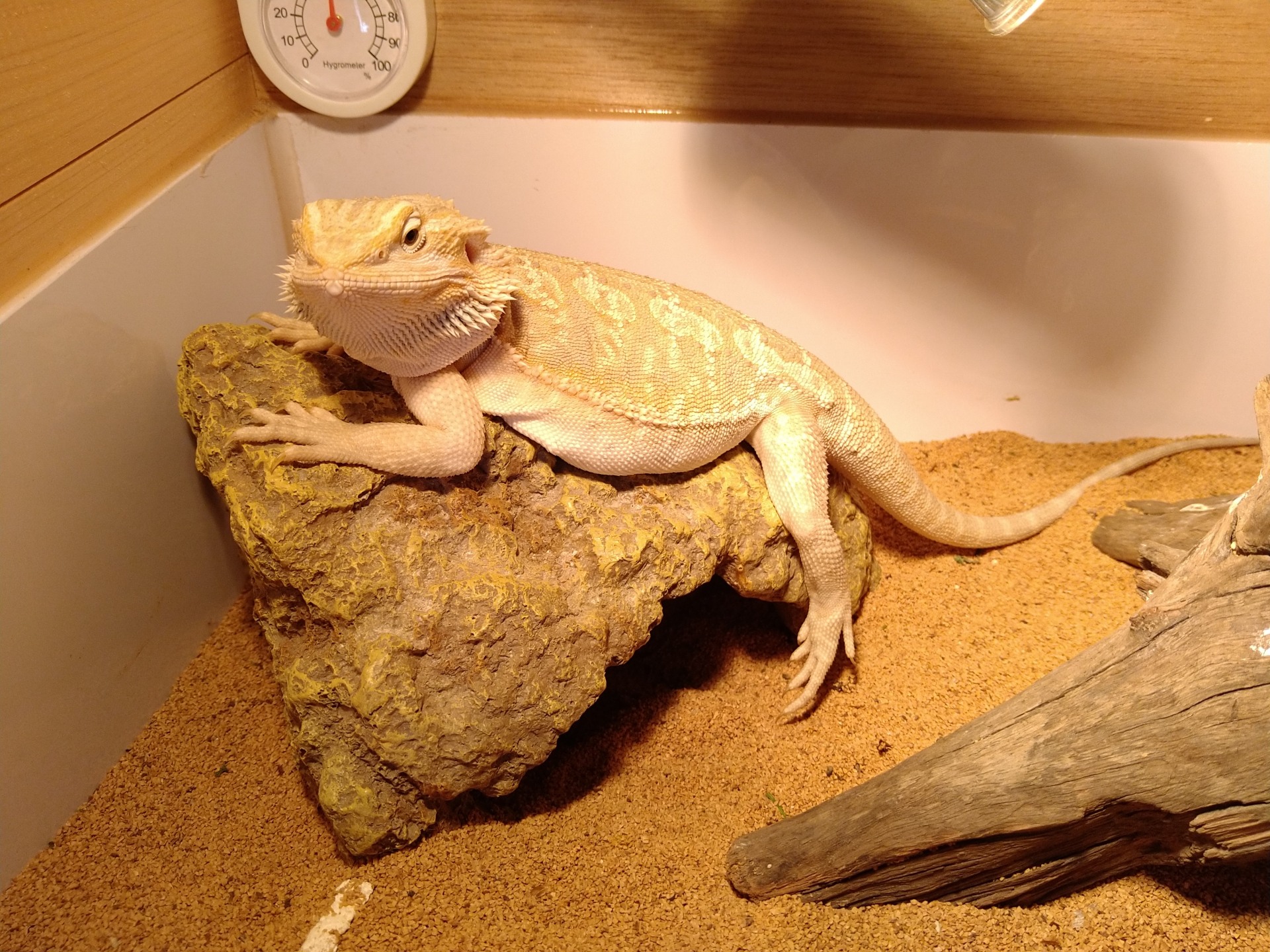 92. bearded-dragon-guide-2