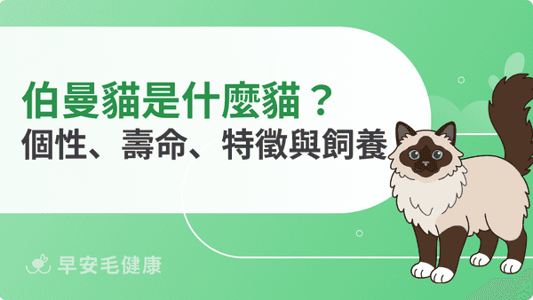 伯曼貓是什麼貓?伯曼貓品種個性、壽命、價格、缺點與飼養方式