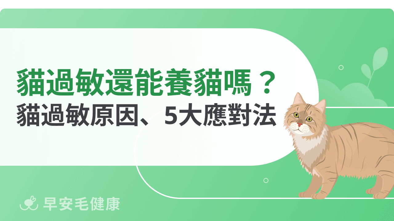 對貓過敏又想養貓?過敏族必看潛在原因+應對方法!