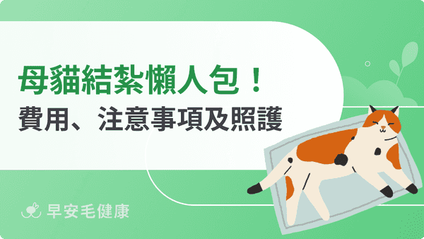母貓結紮懶人包！母貓絕育費用、注意事項以及術後照護大全