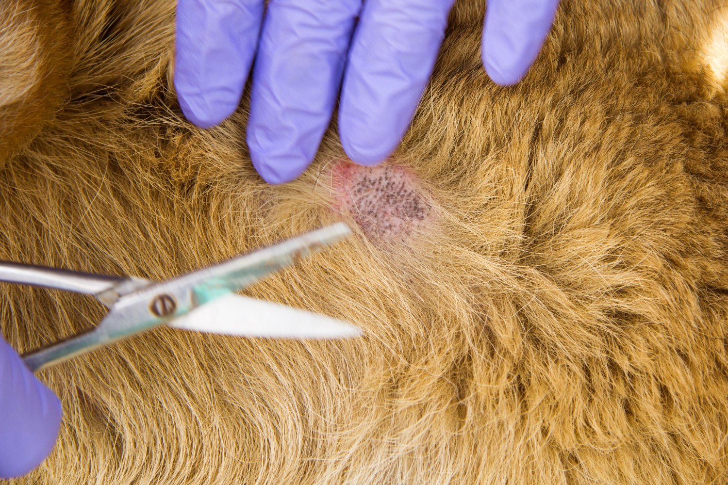 41.dog-eczema-treatment-guide-3