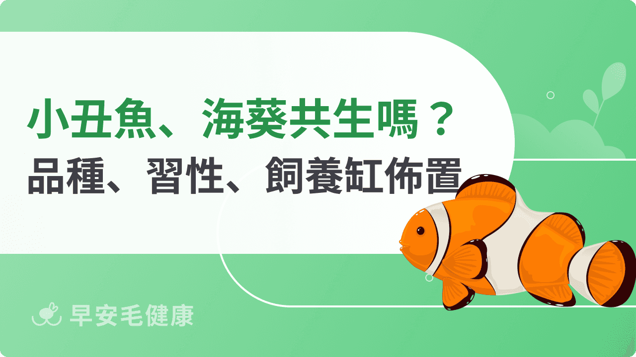 小丑魚吃什麼?小丑魚種類、價格與飼養環境介紹