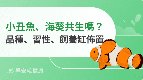 小丑魚與海葵共生嗎？小丑魚品種、習性、飼養缸佈置指南