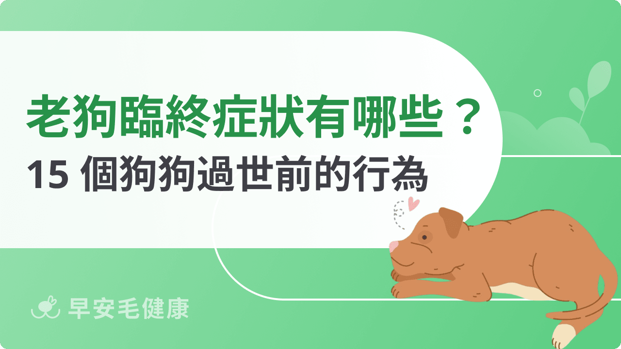 狗狗知道自己要死了嗎?老狗臨終前15大症狀,陪伴狗狗走最後一程