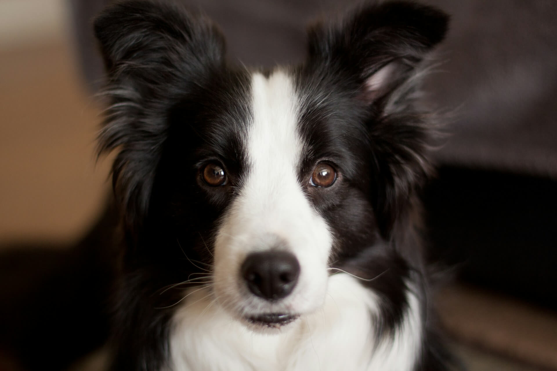 6.border-collie-guide-3