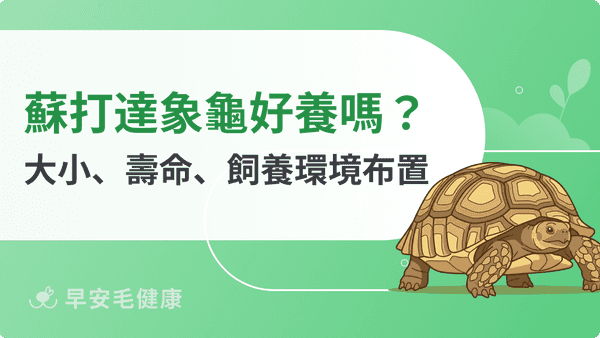 蘇卡達象龜：飼養前必看！大小、壽命、價錢、認養與照顧挑戰
