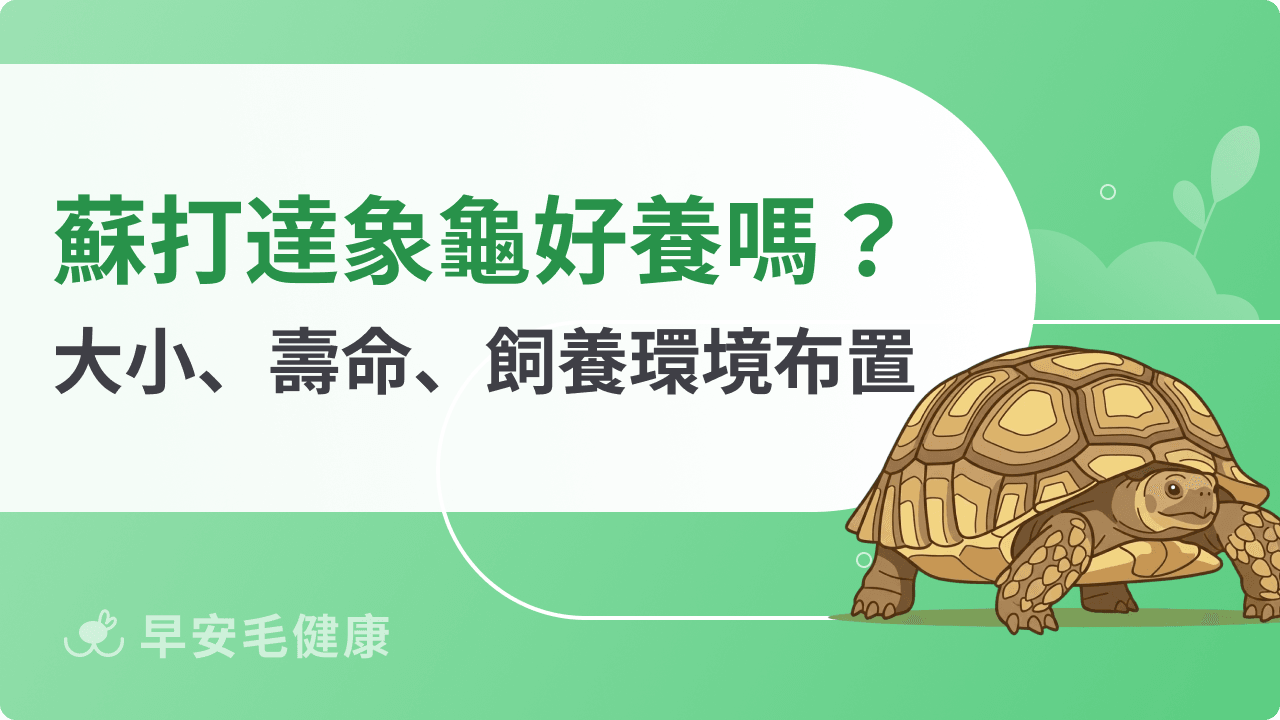 蘇卡達象龜：飼養前必看！大小、壽命、價錢、認養與照顧挑戰