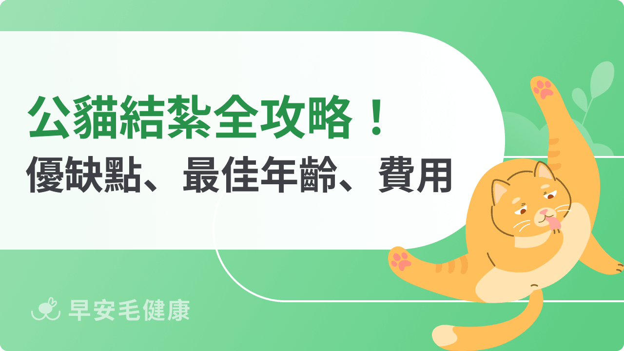 公貓結紮全攻略:費用、優缺點、年齡、恢復時間整理
