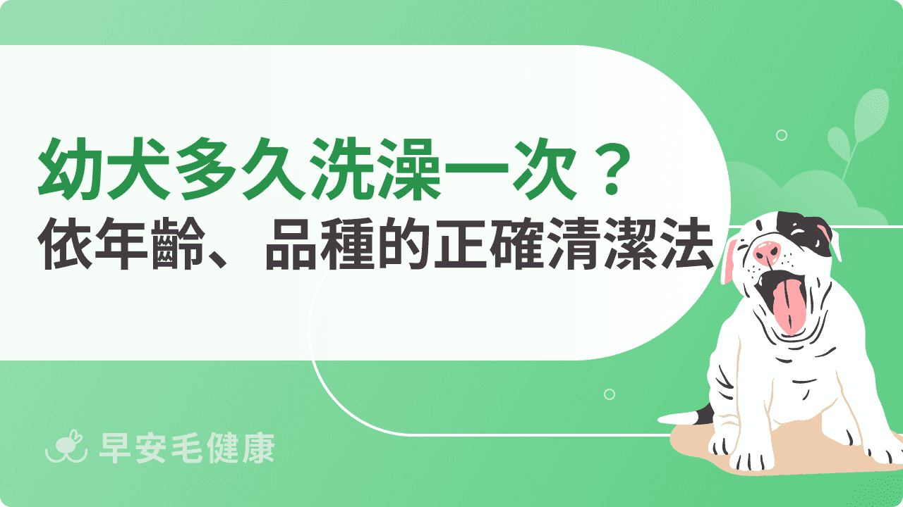 幼犬多久洗澡一次?依年齡、品種、狀況正確清潔法