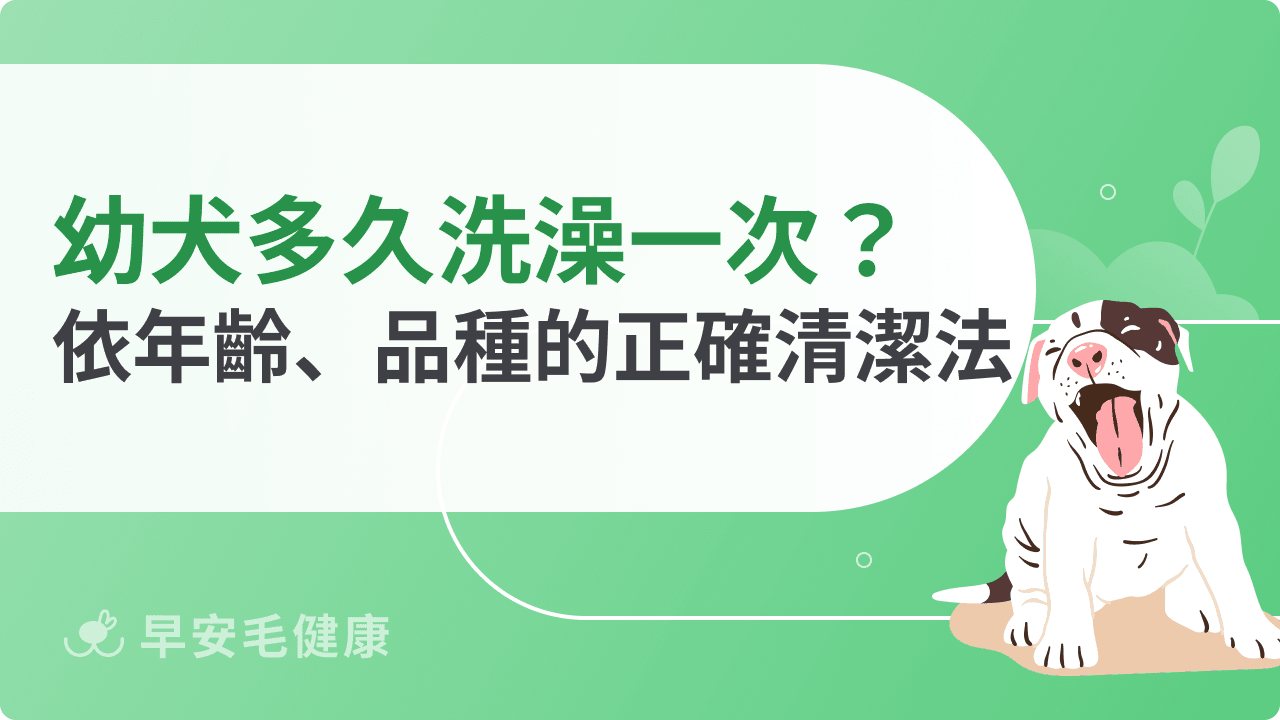幼犬多久洗澡一次？依年齡、品種、狀況正確清潔法