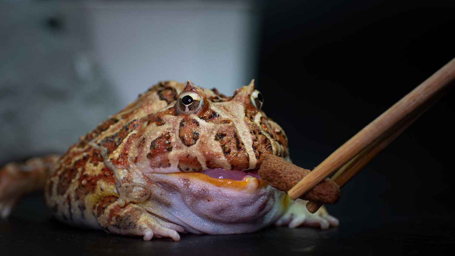 飼主用筷子夾著飼料餵食角蛙