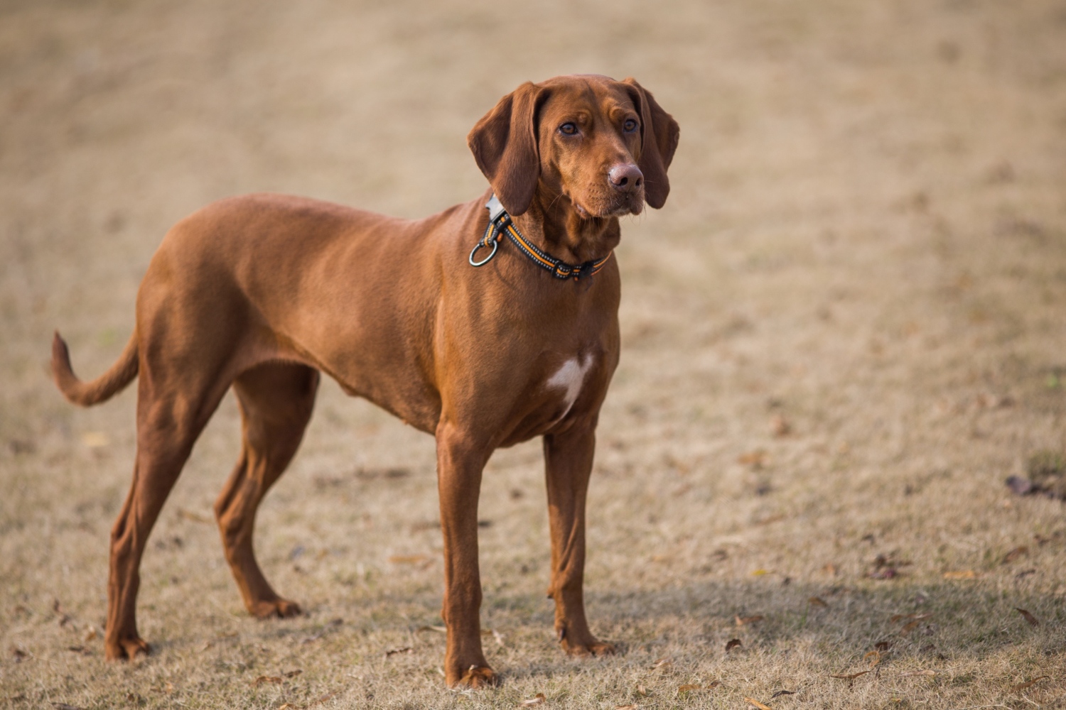 66.great-dane-guide-1