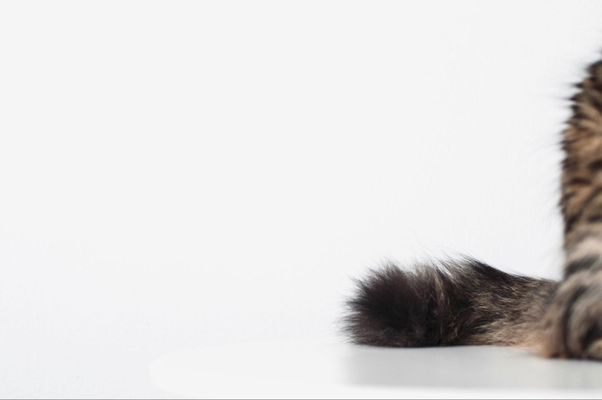 6.kinky-tail-cat-2