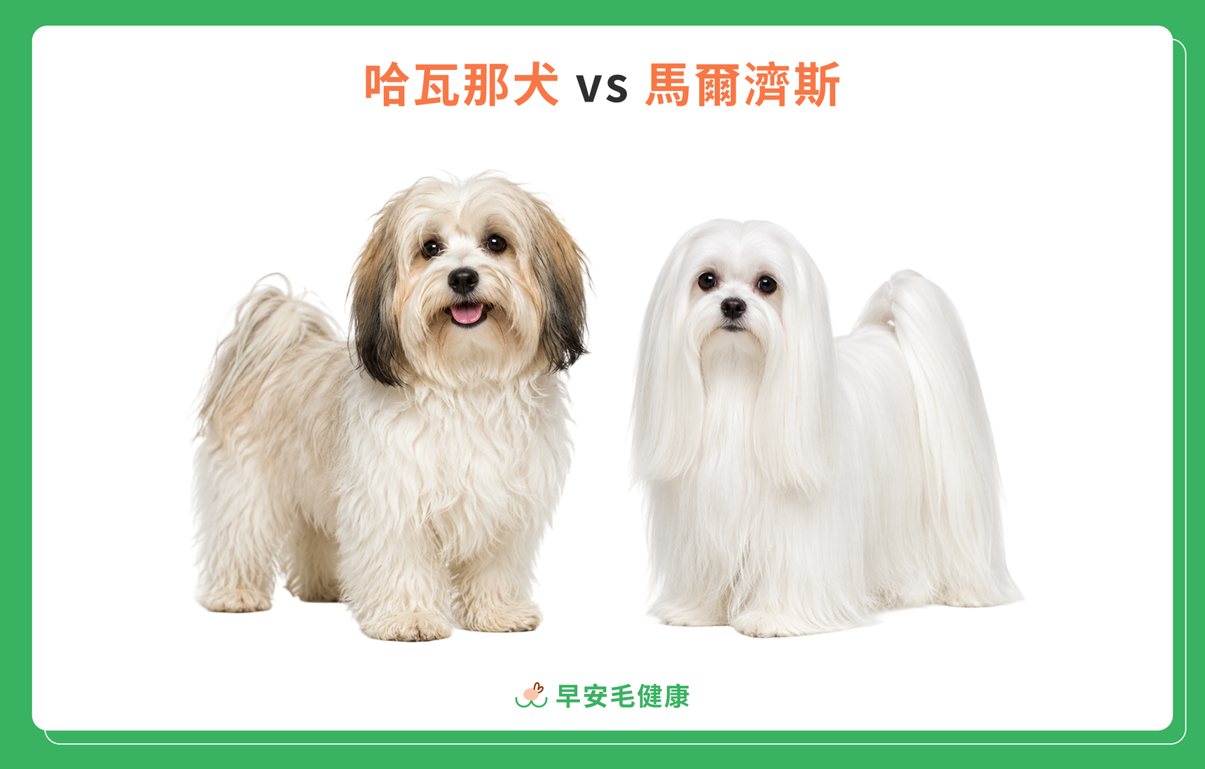 哈瓦那犬跟馬爾濟斯比較圖