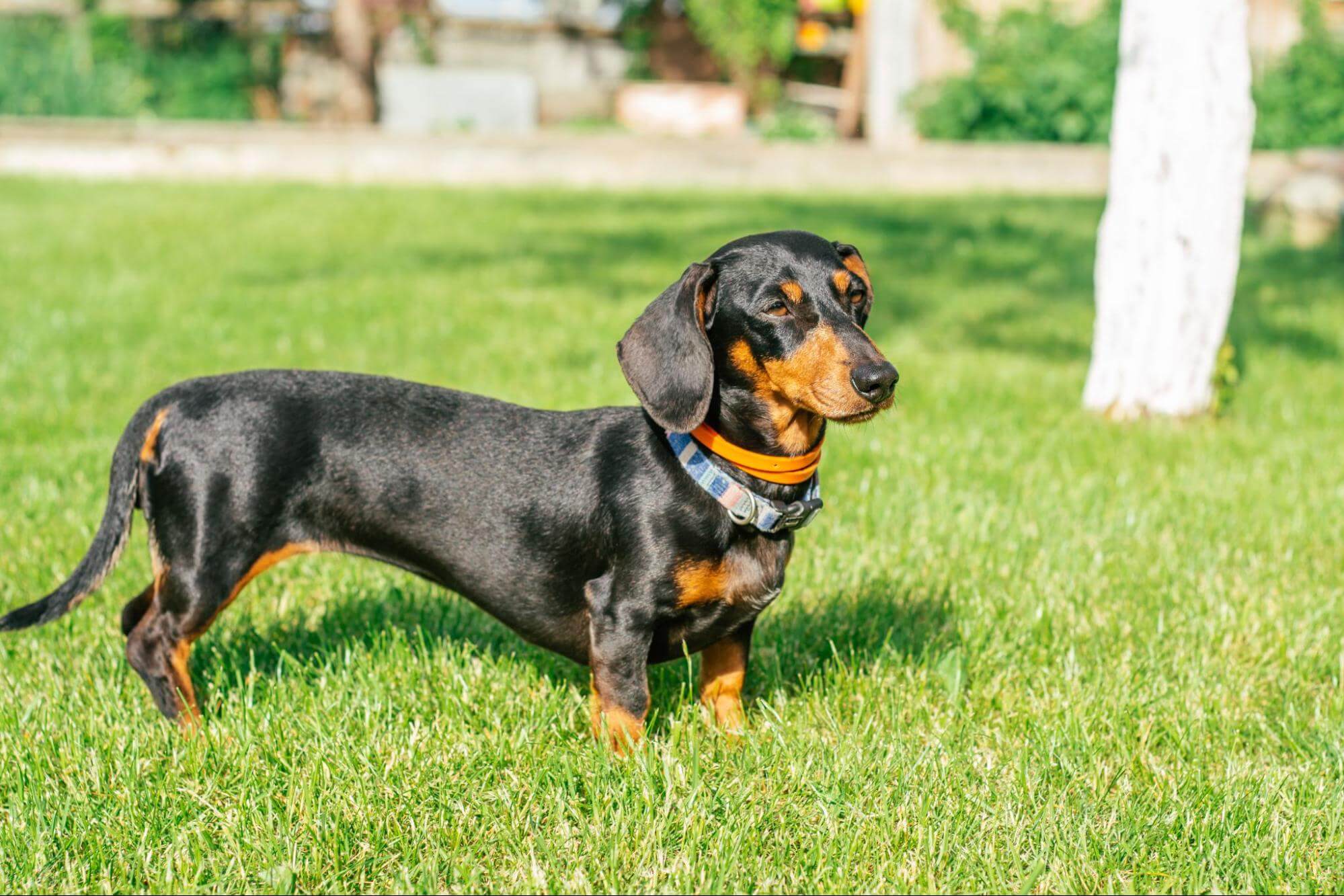 321. AI - dachshund-iq-1