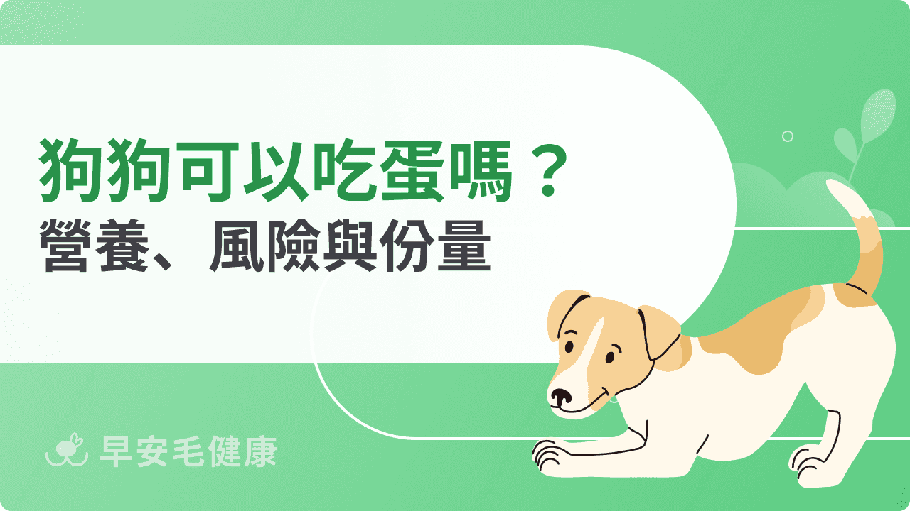狗狗可以吃蛋嗎？生熟、份量別搞錯！避開４大健康地雷