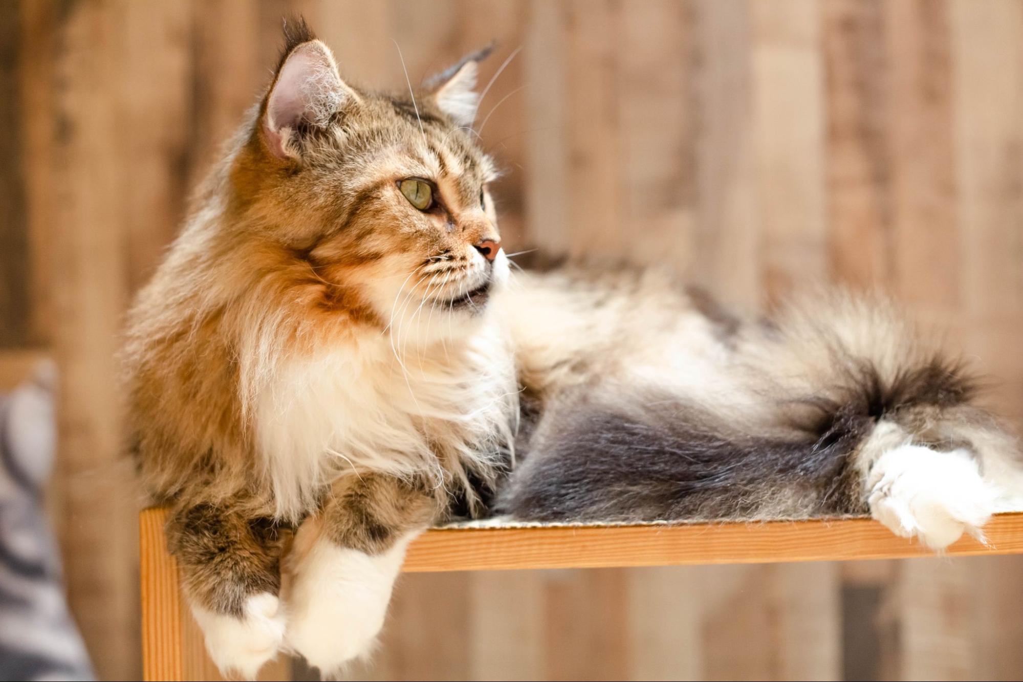 216. AI - burmese-cat-vs-maine-coon-1