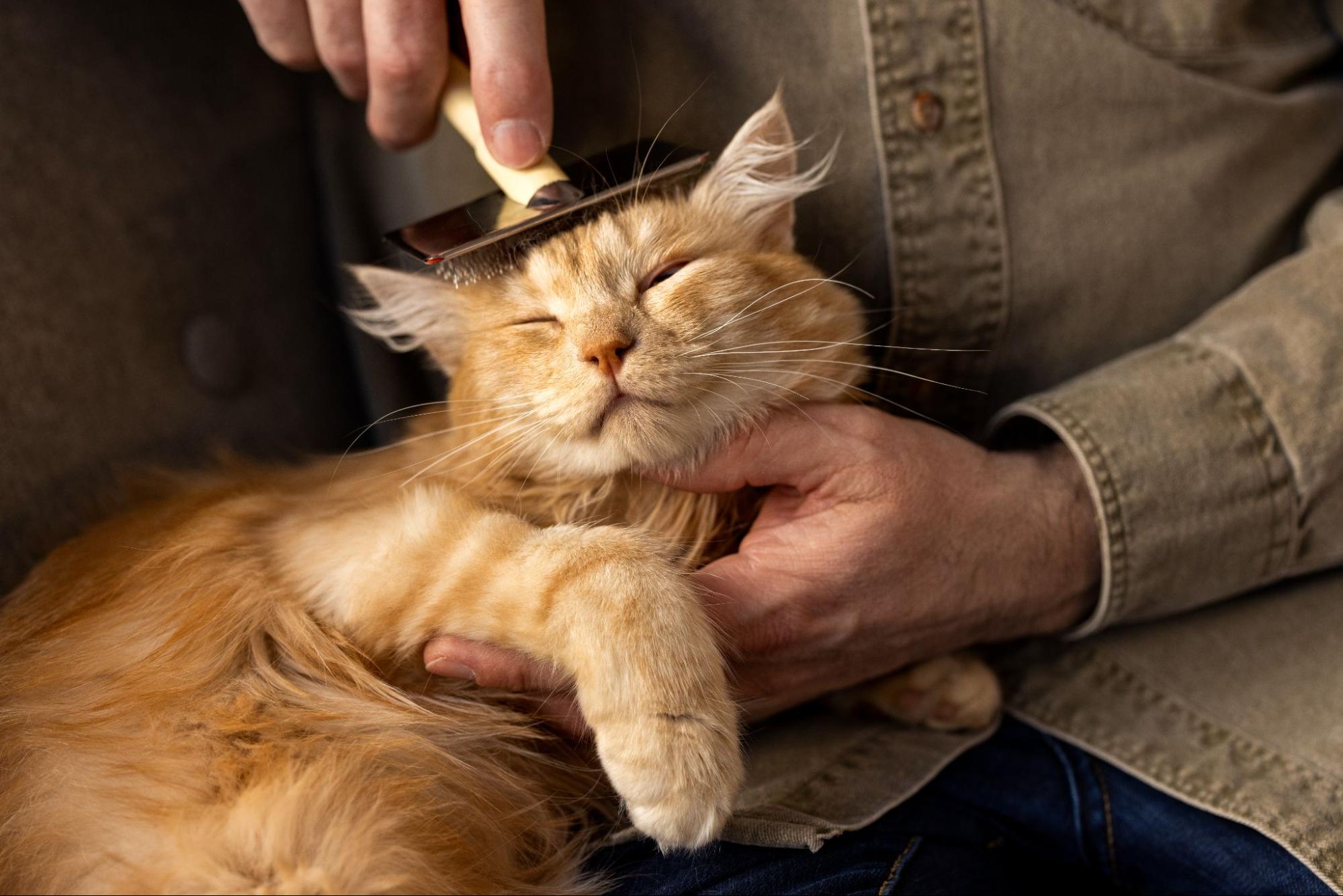37.cat-grooming-benefits-3