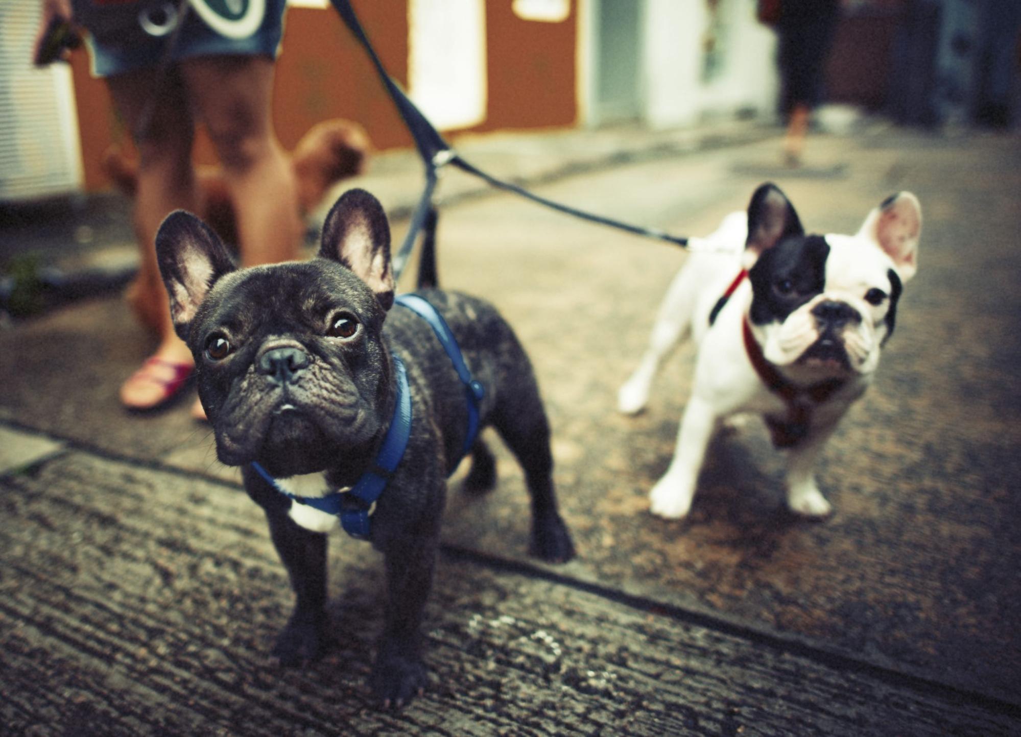 33.french-bulldog-guide-2