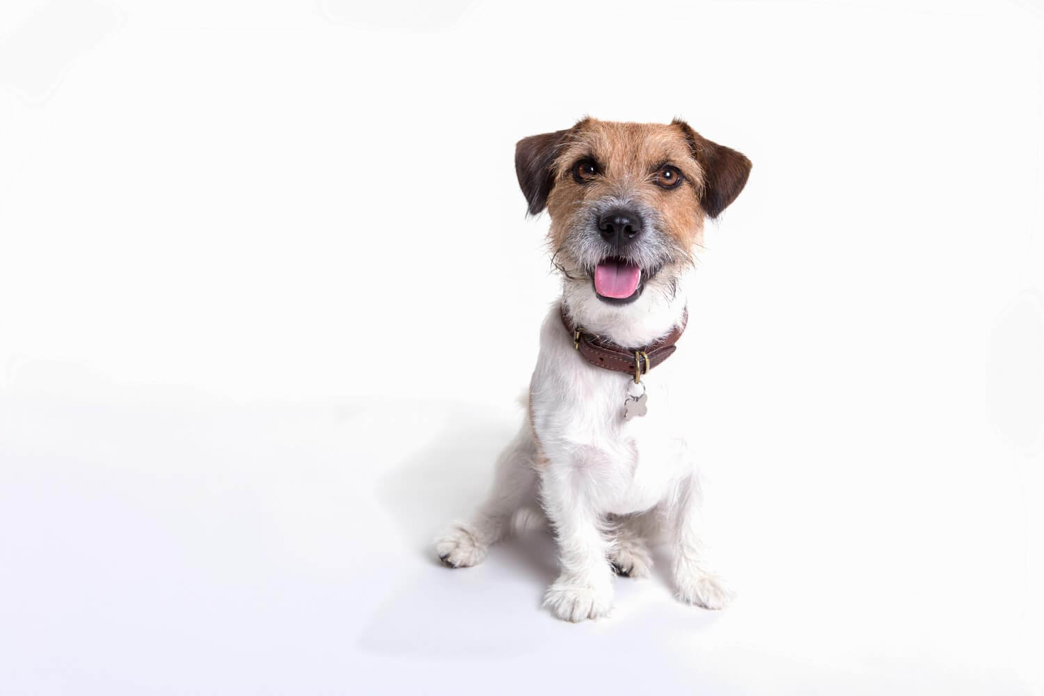 385. AI - jack-russell-terrier-intelligence-1